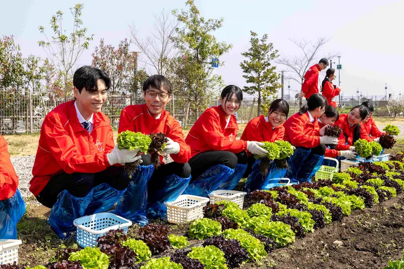 畑での野菜収穫に挑戦する新入社員